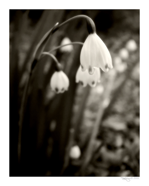 Snow Bells II