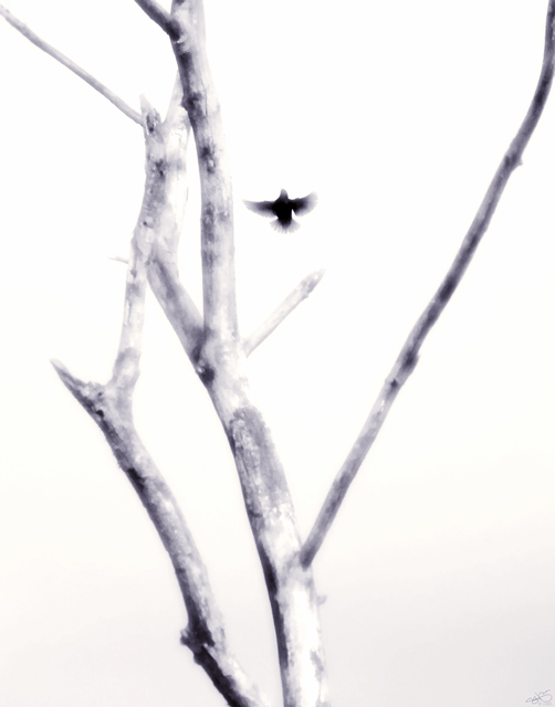 Ascent