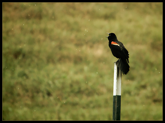 Singing in the Rain