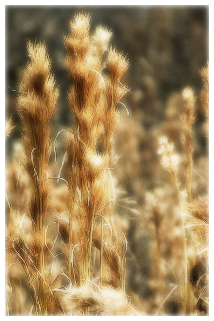 prairie wind blowing through my head