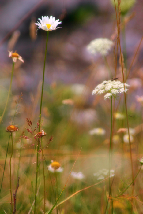 the meadow is finished with men