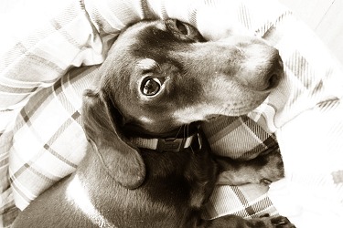 arthur's lazy day