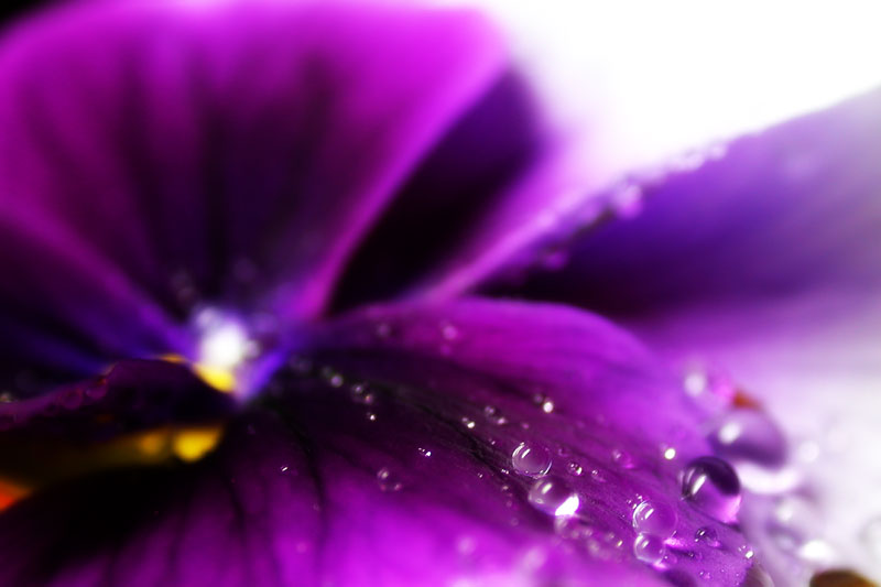 mellifluous