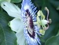 Pinwheel