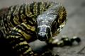 Australian Goanna