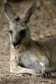 Australian Kangaroo