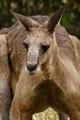 Australian Kangaroo