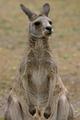 Australian Kangaroo