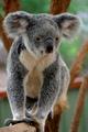 Australian Koala