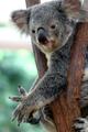 Australian Koala