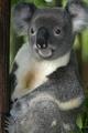 Australian Koala