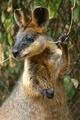 Australian Wallaby
