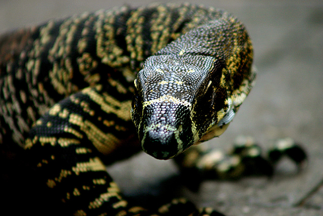 Australian Goanna