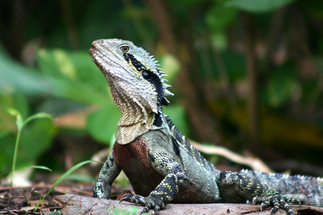 Australian Water Dragon
