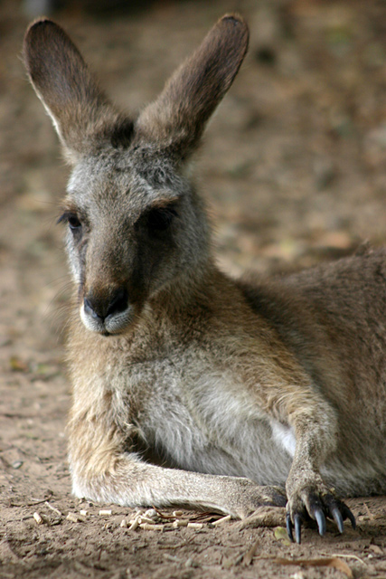 Australian Kangaroo