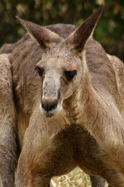 Australian Kangaroo