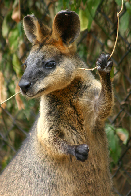 Australian Wallaby