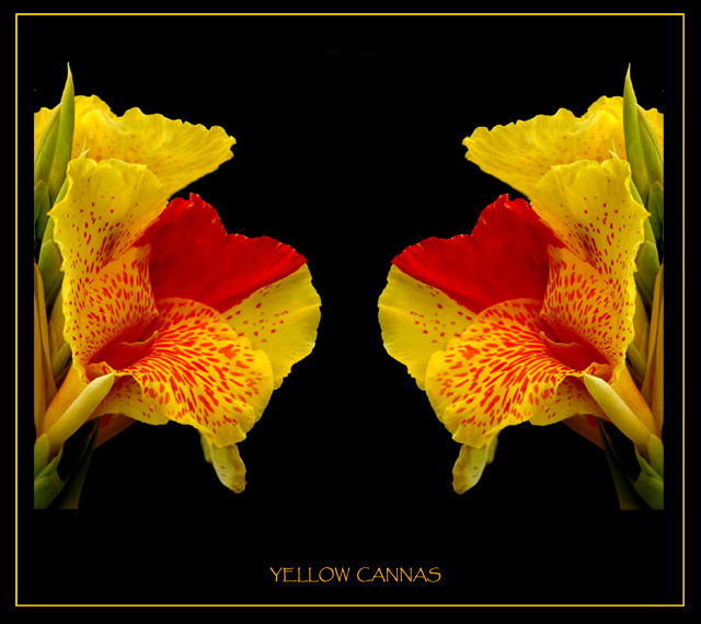 Yellow Cannas