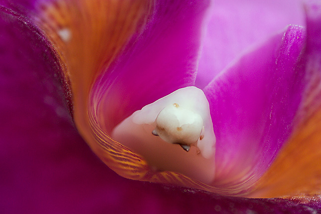 dof composite
