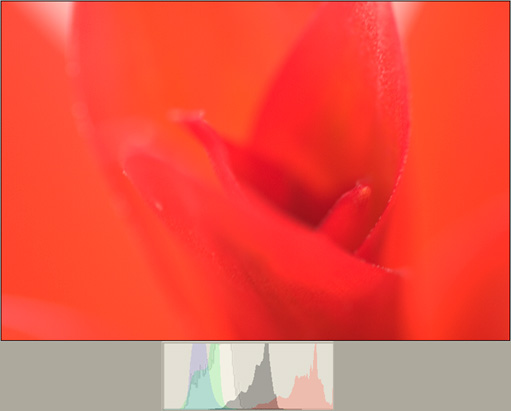 bromelia red detail