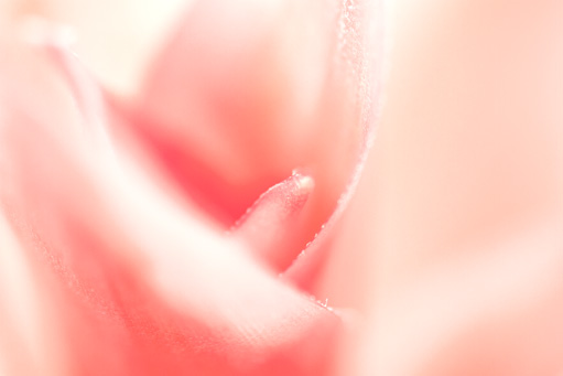 bromelia red detail (ev0)