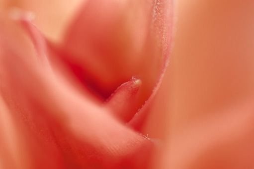 bromelia red detail (-2ev)