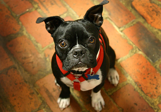 Dudley on the Brick Floor