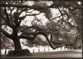 glowing oak