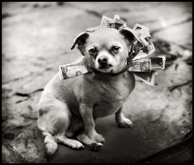 dollar-dog.jpg