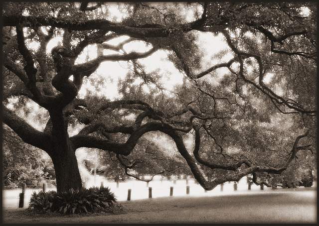 glowing oak