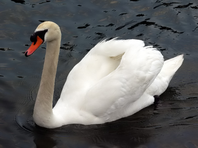 White Swan