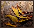 Fallen Leaf