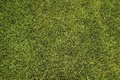 texture - grass