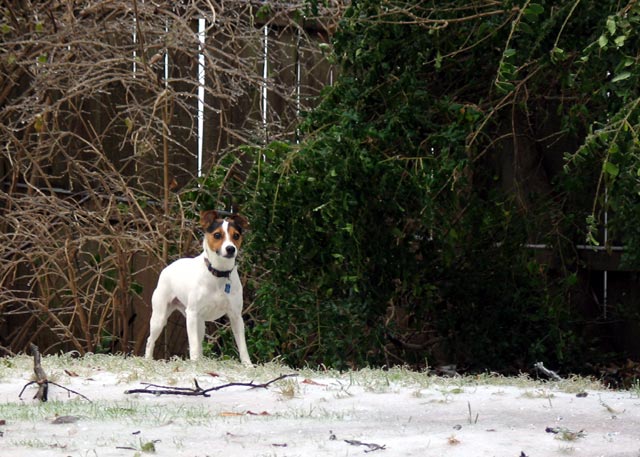 Fizzgig in the Ice