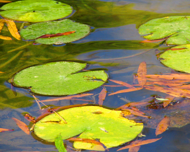 Lily Pads I