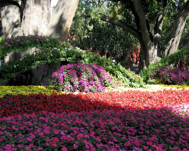 Zhongshan Park - Cypress & Flowers (color)