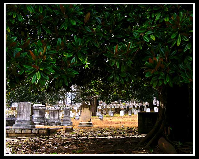 Graves under the Magnolias