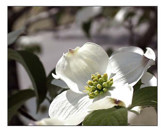 Dogwood I