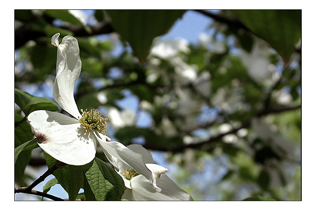 Dogwood II