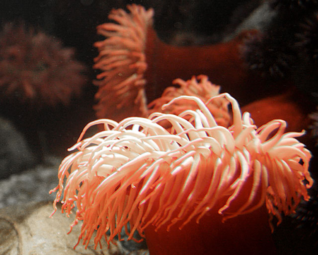 Anemone