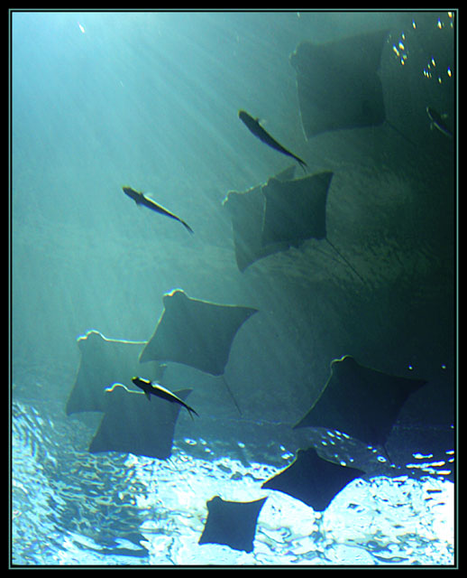 Rays