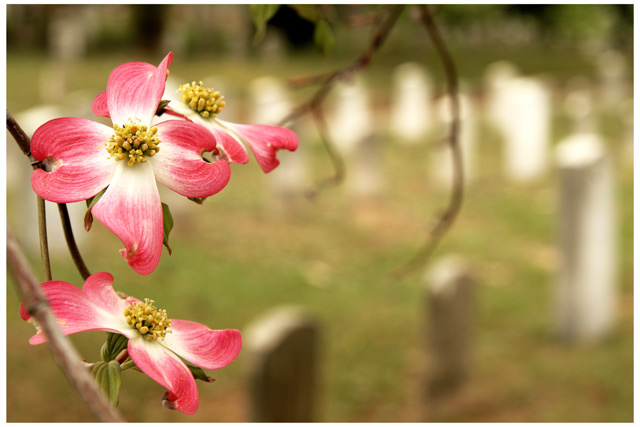 Pink Dogwood, Headstones