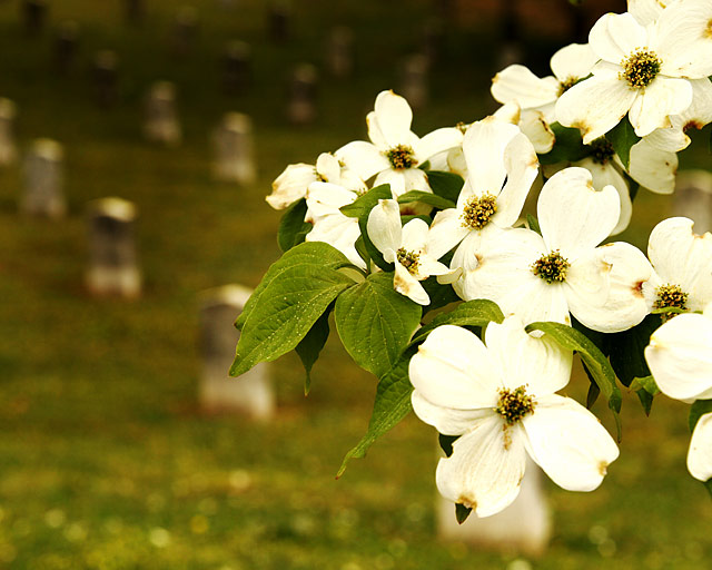 Southern Cemetery II