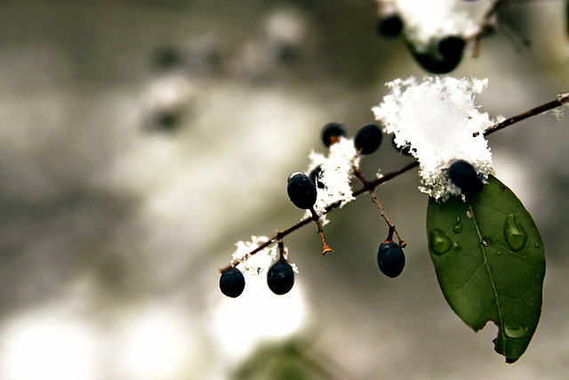 snowberries