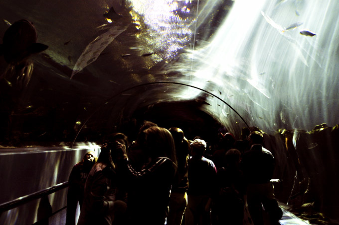 Ocean Tunnel II