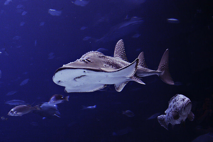 Bowmouth Guitarfish