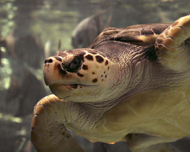 Loggerhead Sea Turtle