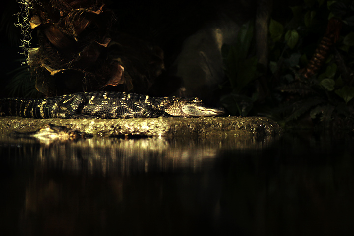 Gator in Wait