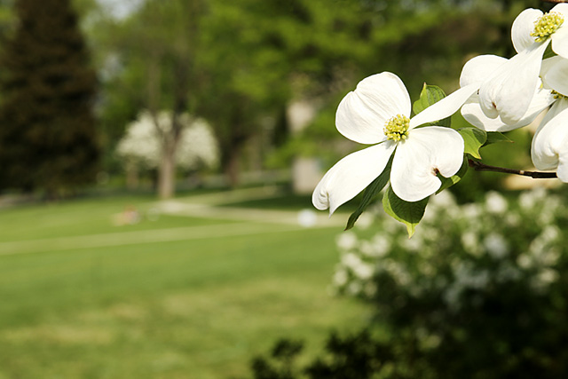 Mary Fisher Lawn