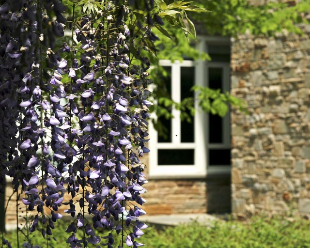 Wisteria, Van Meter